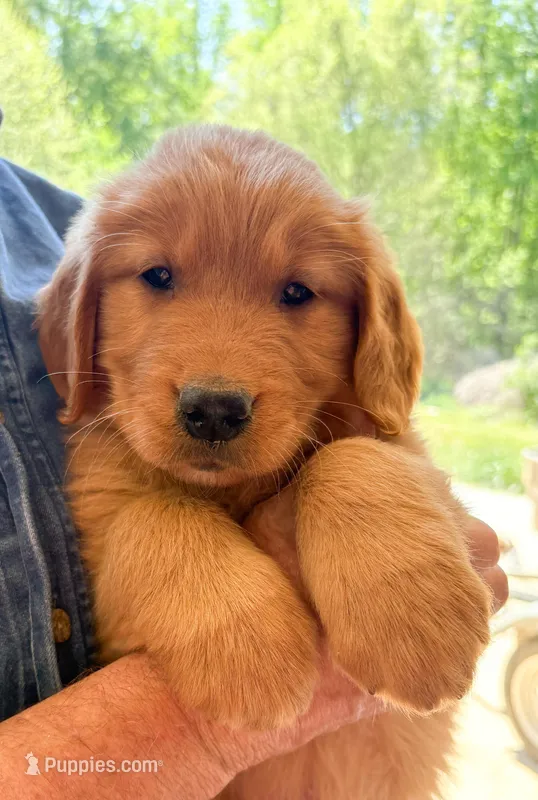 “Yellow”- Charlie’s boy – Golden Retriever puppy for sale in Lavonia, GA