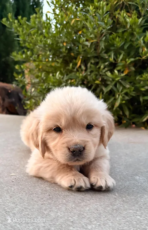 “Pink”- Cookie’s girl – Golden Retriever, English Cream Golden Retriever puppy for sale in Lavonia, GA