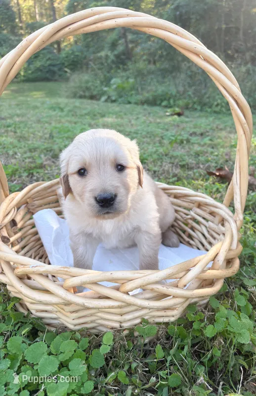 “Black”- Charlie’s boy – Golden Retriever puppy for sale in Lavonia, GA