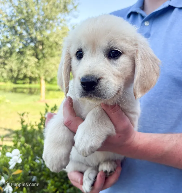 “Light Blue”- Cookie’s girl – Golden Retriever, English Cream Golden Retriever puppy for sale in Lavonia, GA