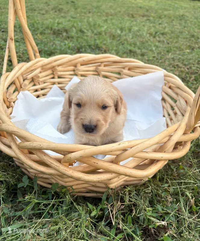 “Blue”- Charlie’s boy – Golden Retriever puppy for sale in Lavonia, GA