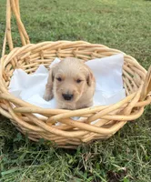 “Blue”- Charlie’s boy, a male Golden Retriever for sale in Lavonia, GA – 1 of 1