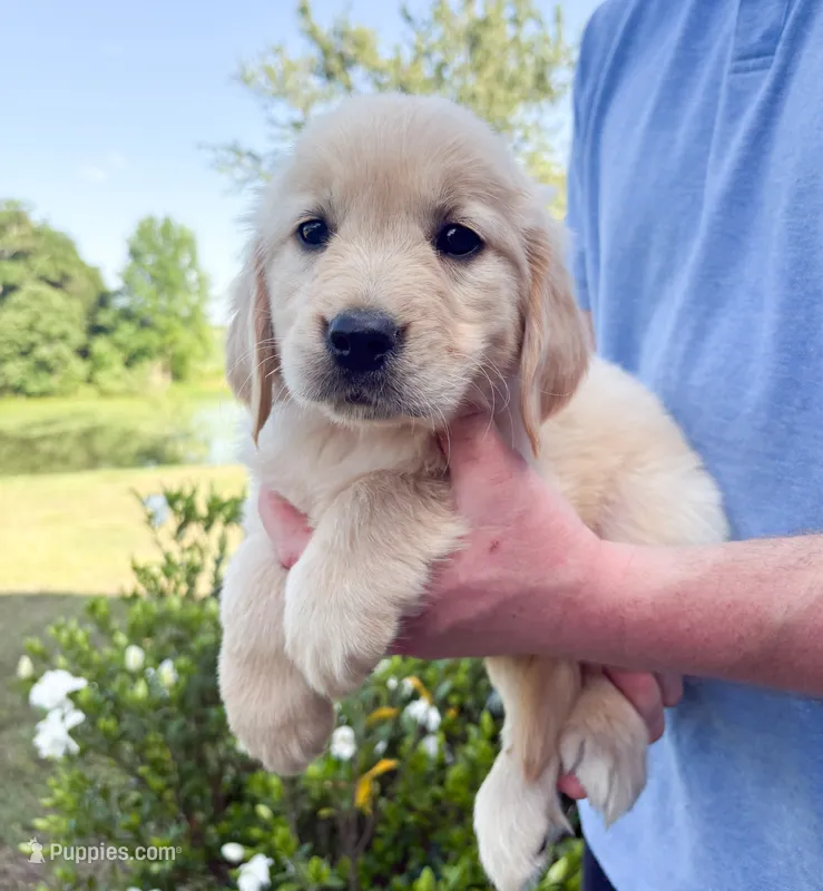 “Red”- Cookie’s boy – Golden Retriever, English Cream Golden Retriever puppy for sale in Lavonia, GA
