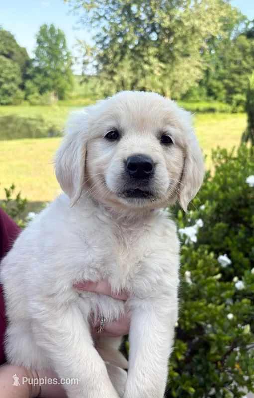 “Purple”- Cookie’s girl – Golden Retriever, English Cream Golden Retriever puppy for sale in Lavonia, GA