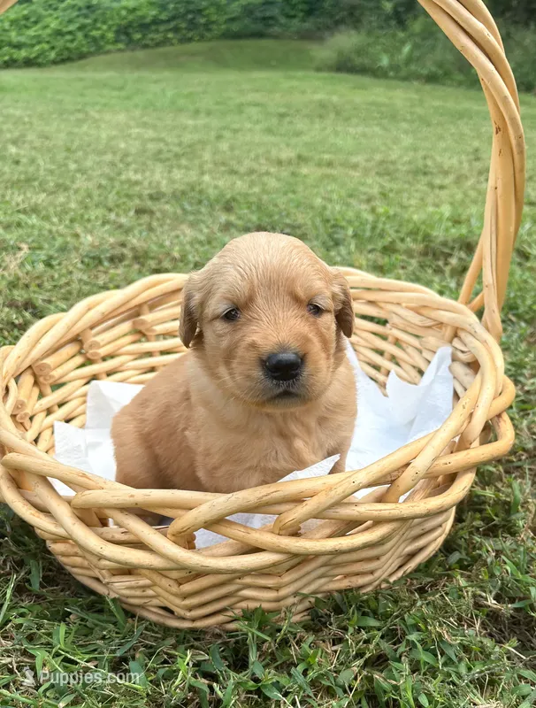 Charlie’s girl- “Cocoa” – Golden Retriever puppy for sale in Lavonia, GA
