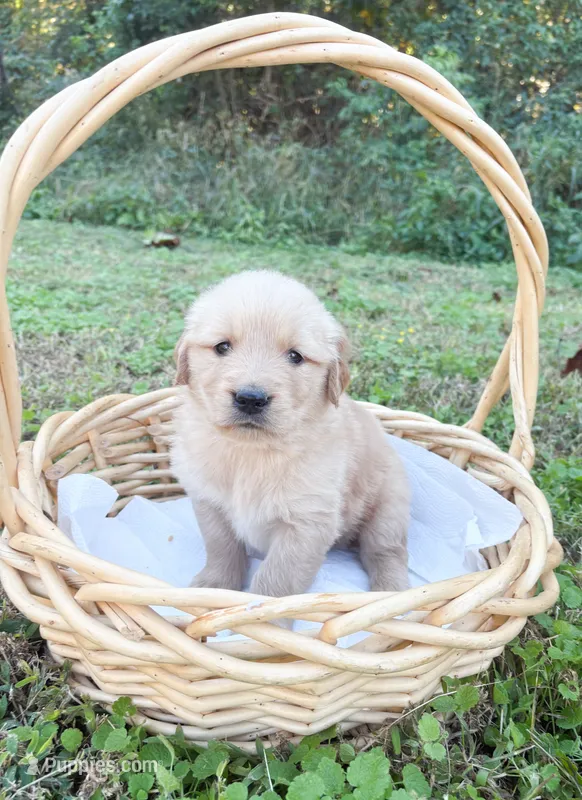“Red”- Charlie’s boy – Golden Retriever puppy for sale in Lavonia, GA