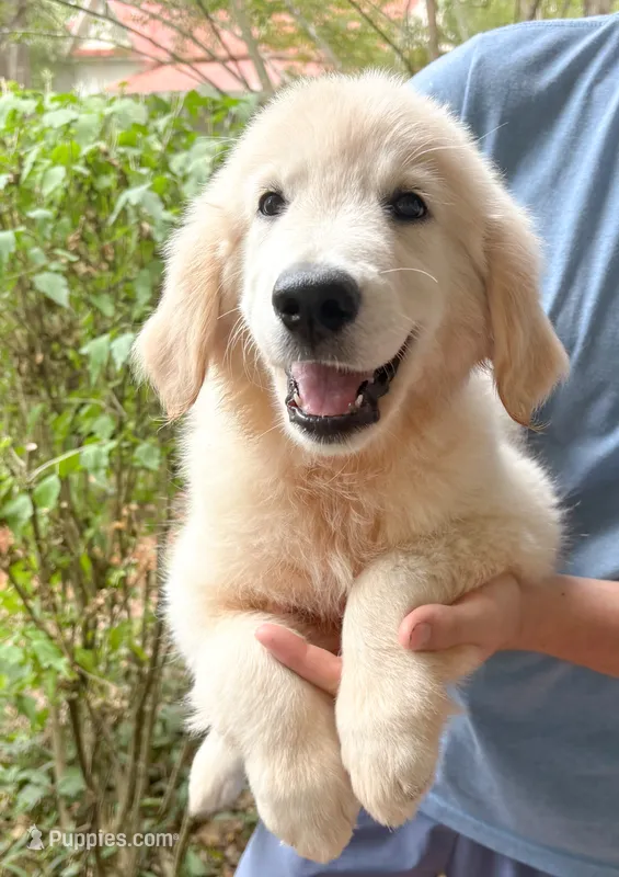 “Pink”- Candy’s girl – Golden Retriever, English Cream Golden Retriever puppy for sale in Lavonia, GA