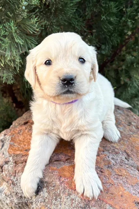 “Purple”- Cookie’s girl – Golden Retriever, English Cream Golden Retriever puppy for sale in Lavonia, GA