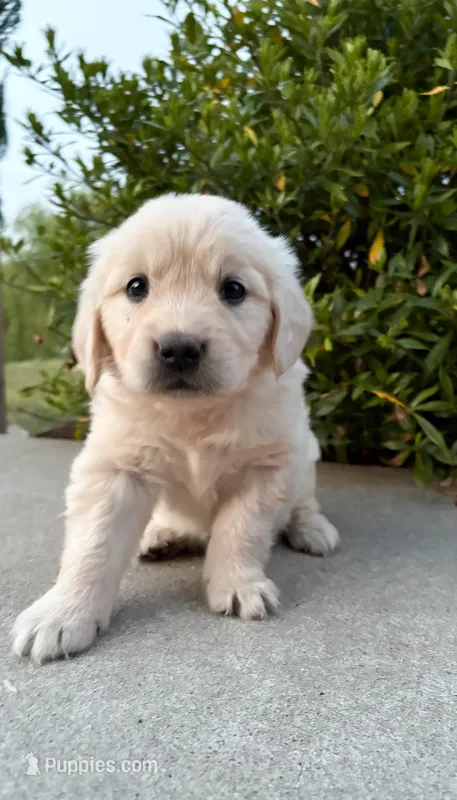 “Purple”- Cookie’s girl – Golden Retriever, English Cream Golden Retriever puppy for sale in Lavonia, GA