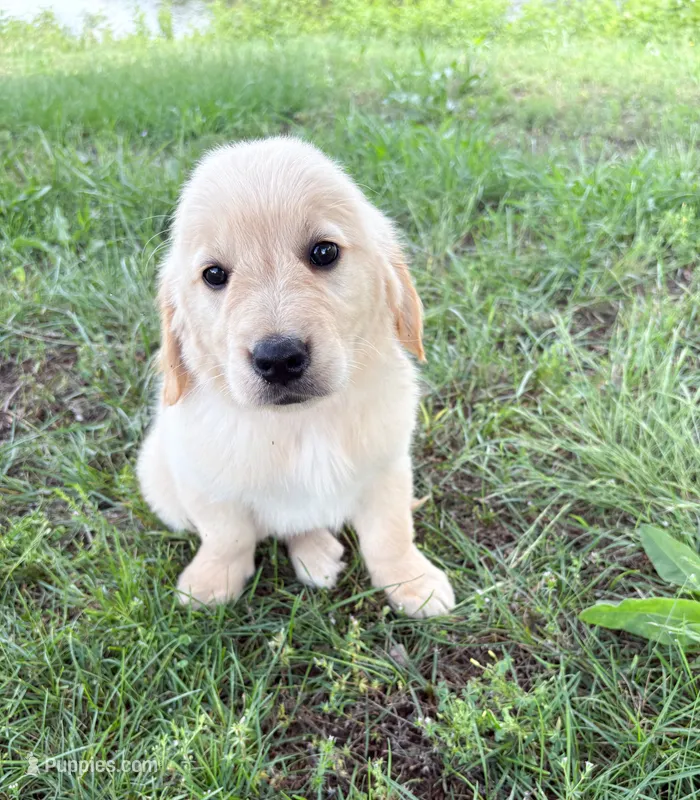 “Red”- Cookie’s boy – Golden Retriever, English Cream Golden Retriever puppy for sale in Lavonia, GA