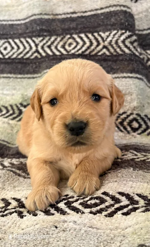 “Black”- Charlie’s boy – Golden Retriever puppy for sale in Lavonia, GA