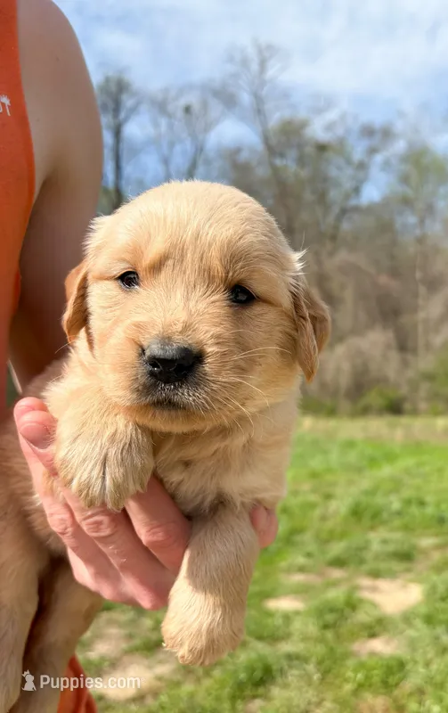 “Black”- Charlie’s boy – Golden Retriever puppy for sale in Lavonia, GA