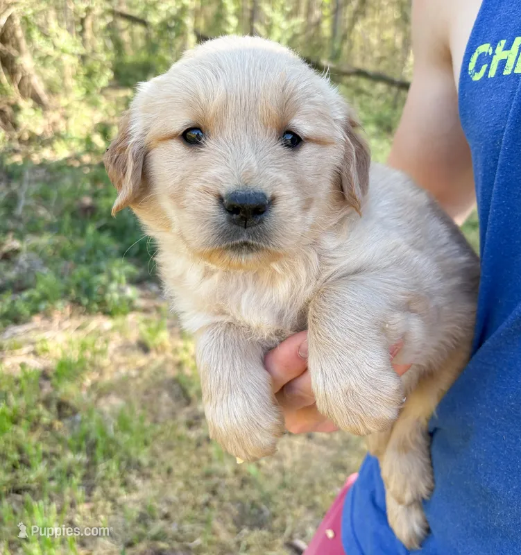 “Black”- Charlie’s boy – Golden Retriever puppy for sale in Lavonia, GA