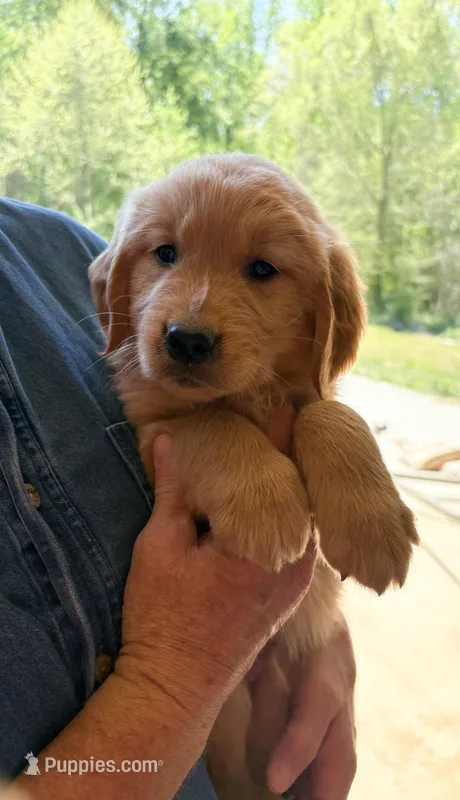 “Black”- Charlie’s boy – Golden Retriever puppy for sale in Lavonia, GA