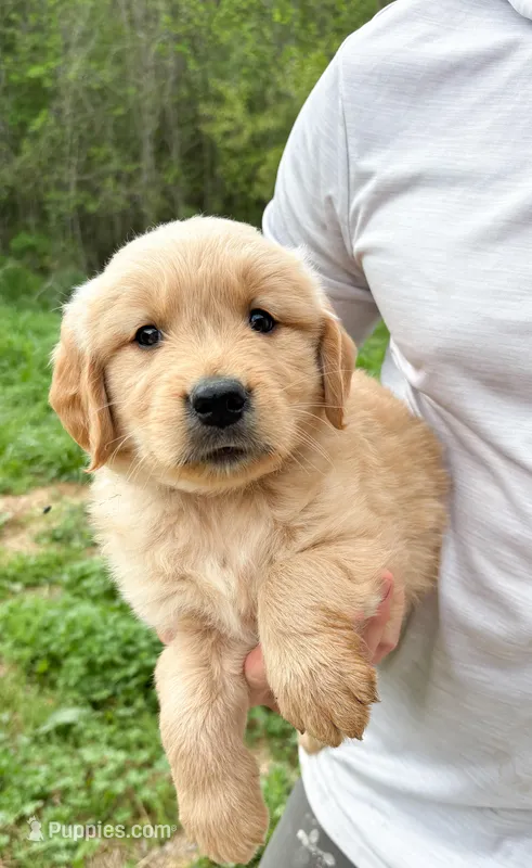 “Black”- Charlie’s boy – Golden Retriever puppy for sale in Lavonia, GA