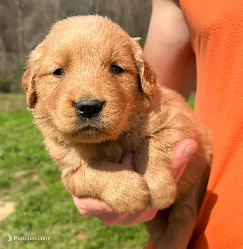 “Red” - Charlie’s boy – Golden Retriever puppy for sale in Lavonia, GA
