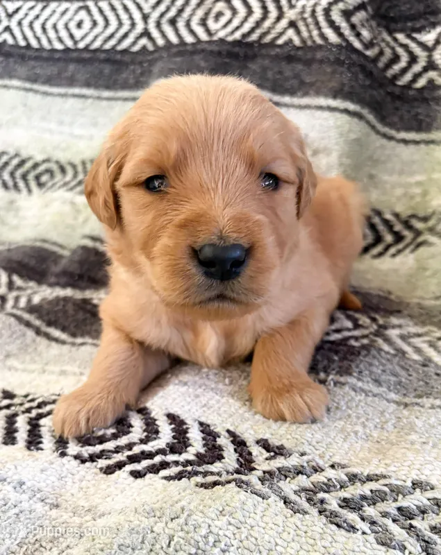 “Red” - Charlie’s boy – Golden Retriever puppy for sale in Lavonia, GA