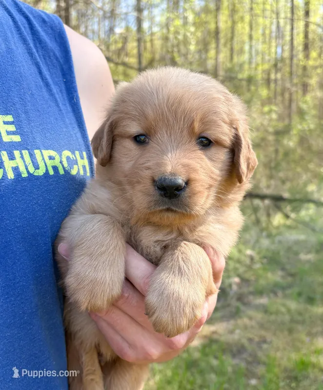 “Red” - Charlie’s boy – Golden Retriever puppy for sale in Lavonia, GA