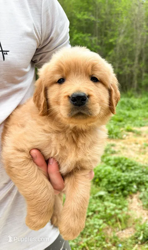 “Red” - Charlie’s boy – Golden Retriever puppy for sale in Lavonia, GA
