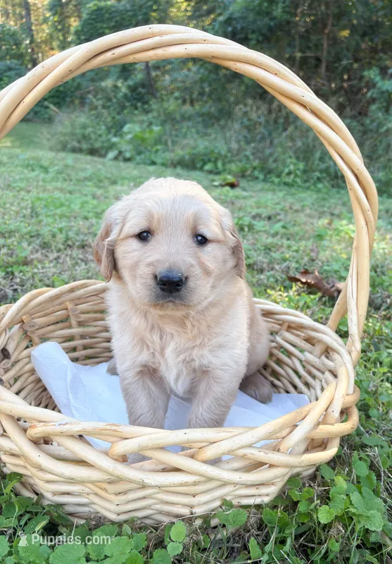 “Brown”- Charlie’s boy – Golden Retriever puppy for sale in Lavonia, GA