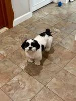 Hulk, a male Shih Tzu for sale in Coral Springs, FL – Photo 2 of 3