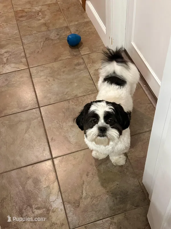 Hulk – Shih Tzu puppy for sale in Coral Springs, FL