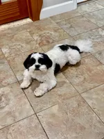 Hulk, a male Shih Tzu for sale in Coral Springs, FL – Photo 3 of 3