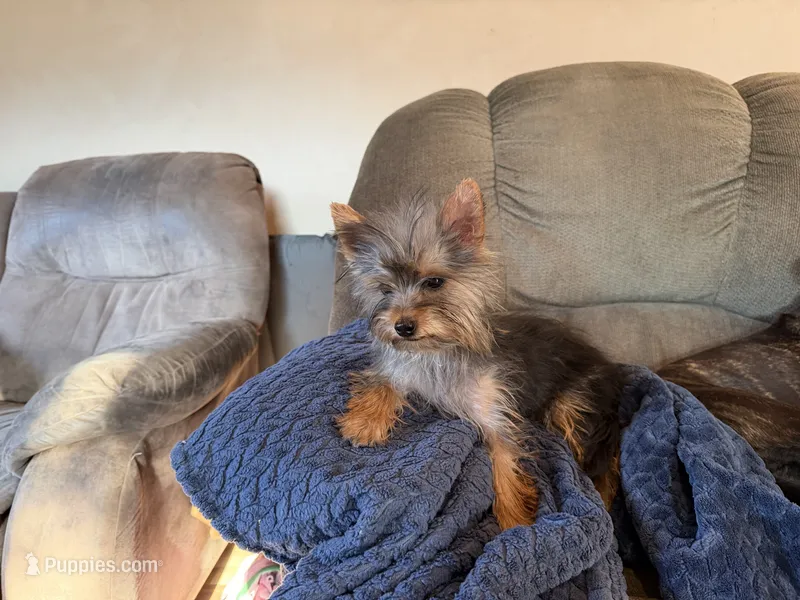 French Fry – Yorkshire Terrier puppy for sale in Spray, OR