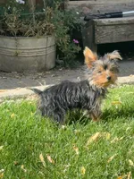 Brody, a male Yorkshire Terrier for sale in Spray, OR – 2 of 3
