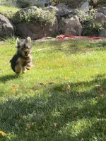 Brixie, a female Yorkshire Terrier for sale in Spray, OR – 2 of 3
