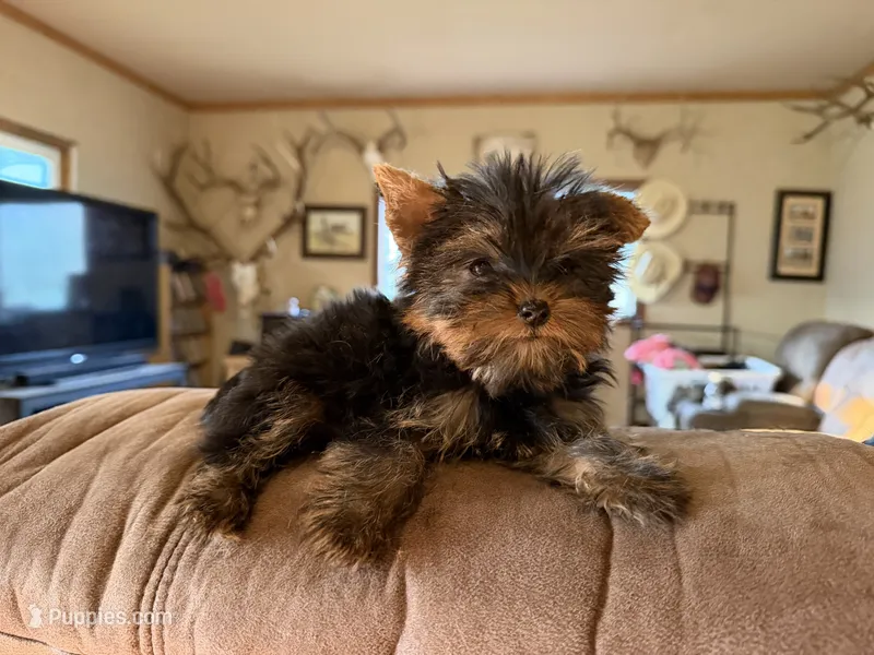 Pixie – Yorkshire Terrier puppy for sale in Spray, OR