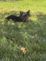 Foxy, a female Yorkshire Terrier for sale in Spray, OR – 1 of 3
