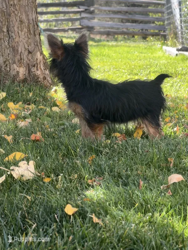 Brixie – Yorkshire Terrier puppy for sale in Spray, OR