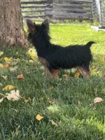 Brixie, a female Yorkshire Terrier for sale in Spray, OR – 1 of 3