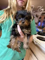 Brody, a male Yorkshire Terrier for sale in Spray, OR – 1 of 1
