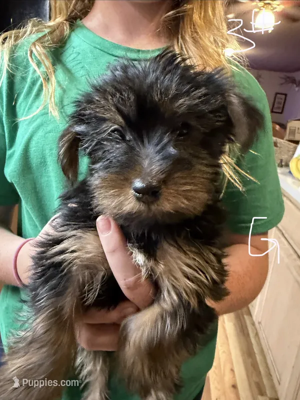 Roxy – Yorkshire Terrier puppy for sale in Spray, OR