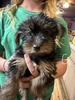 Roxy, a female Yorkshire Terrier for sale in Spray, OR – 1 of 1