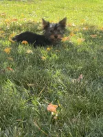 Foxy, a female Yorkshire Terrier for sale in Spray, OR – 2 of 3