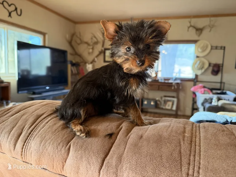 Moxie – Yorkshire Terrier puppy for sale in Spray, OR