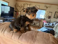 Foxy, a female Yorkshire Terrier for sale in Spray, OR – 3 of 4
