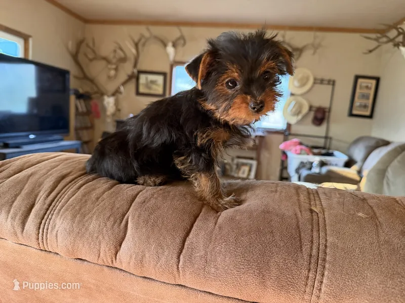 Brody – Yorkshire Terrier puppy for sale in Spray, OR