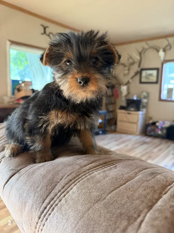 Foxy – Yorkshire Terrier puppy for sale in Spray, OR