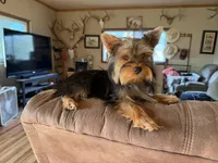 Potatoe, a male Yorkshire Terrier for sale in Spray, OR – 3 of 3
