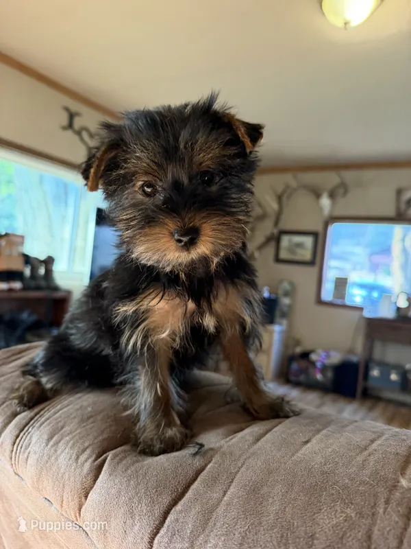 Roxy – Yorkshire Terrier puppy for sale in Spray, OR