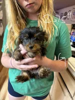 Foxy, a female Yorkshire Terrier for sale in Spray, OR – 1 of 1