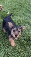 Brixie, a female Yorkshire Terrier for sale in Spray, OR – 5 of 5