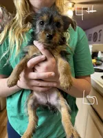 Brixie, a female Yorkshire Terrier for sale in Spray, OR – 1 of 1