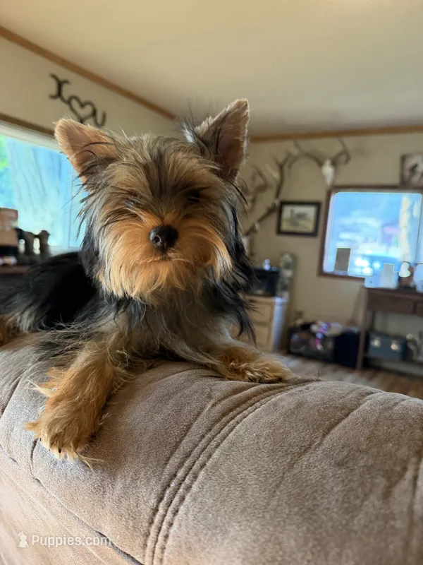 Potatoe – Yorkshire Terrier puppy for sale in Spray, OR