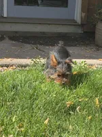 Brody, a male Yorkshire Terrier for sale in Spray, OR – 3 of 3