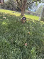 Foxy, a female Yorkshire Terrier for sale in Spray, OR – 3 of 3
